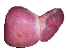 liver