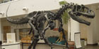 Allosaurus facts for kids