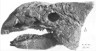 Ankylosaurus skull