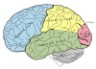 cerebrum diagram