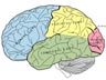 Cerebrum diagram