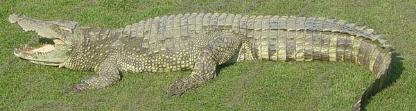 Crocodile