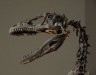 Deinonychus skeleton