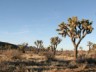 desert trees