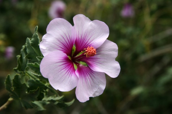 This close up photo of a flower shows just how beautiful nature can be. The gorgeous colors and elegant petals create a sight that is pleasing to the eyes while at the same time a reminder of nature’s timeless beauty.