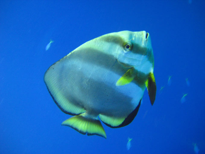 A close up photo of a fish swimming on the magnificent Great Barrier Reef off the coast of Queensland, Australia.