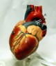 heart model