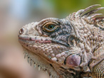 Interesting Information about Iguanas