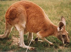 Kangaroo facts