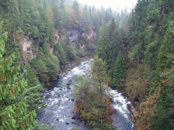 The water from a mountain river flows through a dense forest.