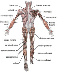 Posterior Muscles