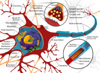 Nervous System