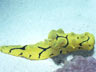 Nudibranch