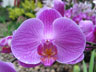 orchid