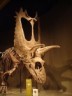 Pentaceratops picture