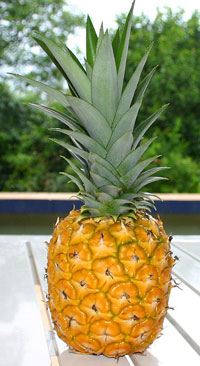 Pineapple