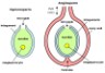 plant ovules diagram