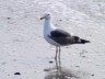 seagull