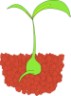 seed sprouting clip art