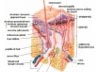 Skin diagram