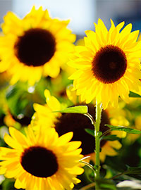 Sunflowers