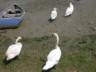 swans