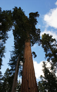 Giant Sequoia Tree