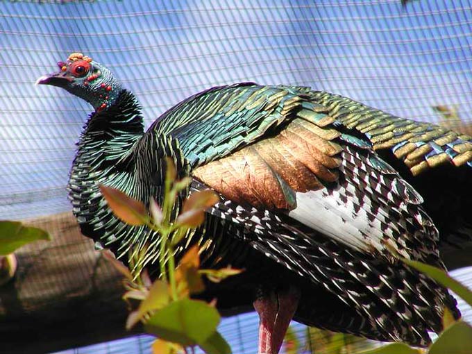 This photo shows a side on view of a turkey.