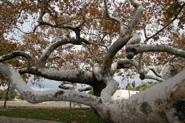 This photo shows a unique looking twisted tree with branches that bend in many directions as they span out from the tree trunk.