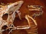 Velociraptor fighting Protoceratops