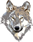 Interesting facts about wolves