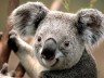 young koala